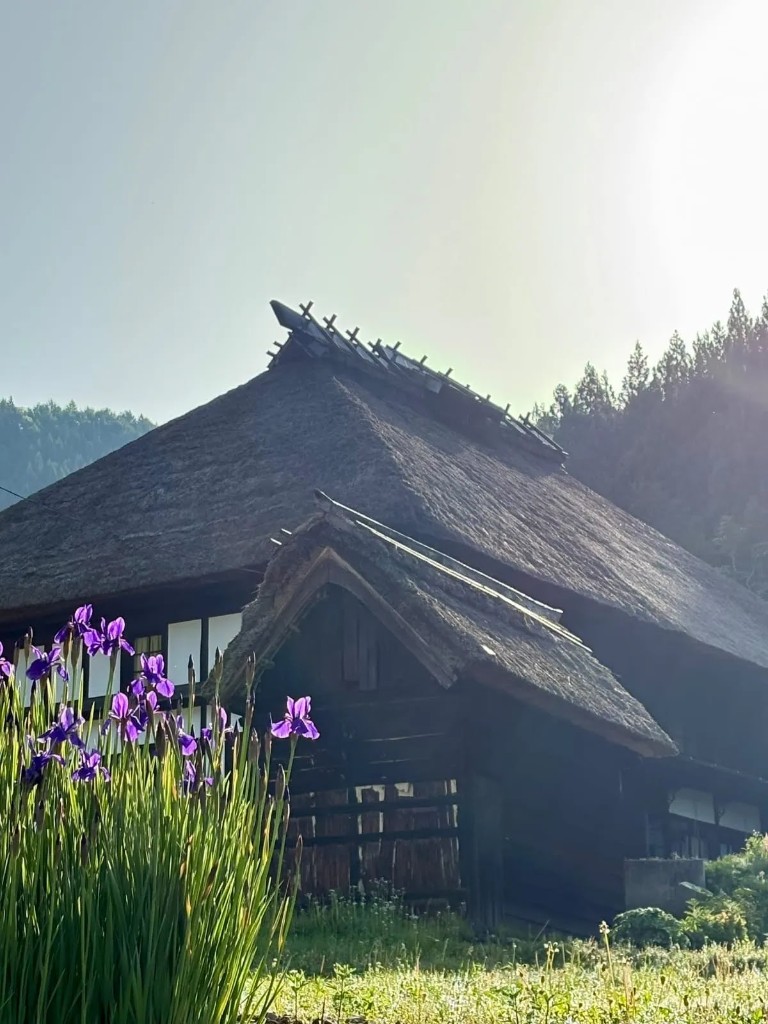 菖蒲と茅葺き屋根