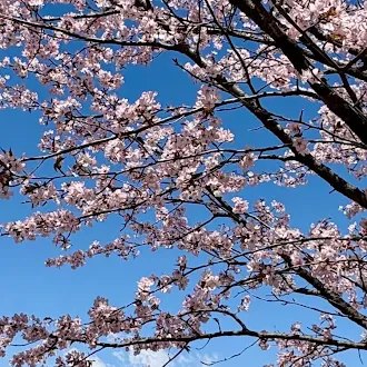 春の桜